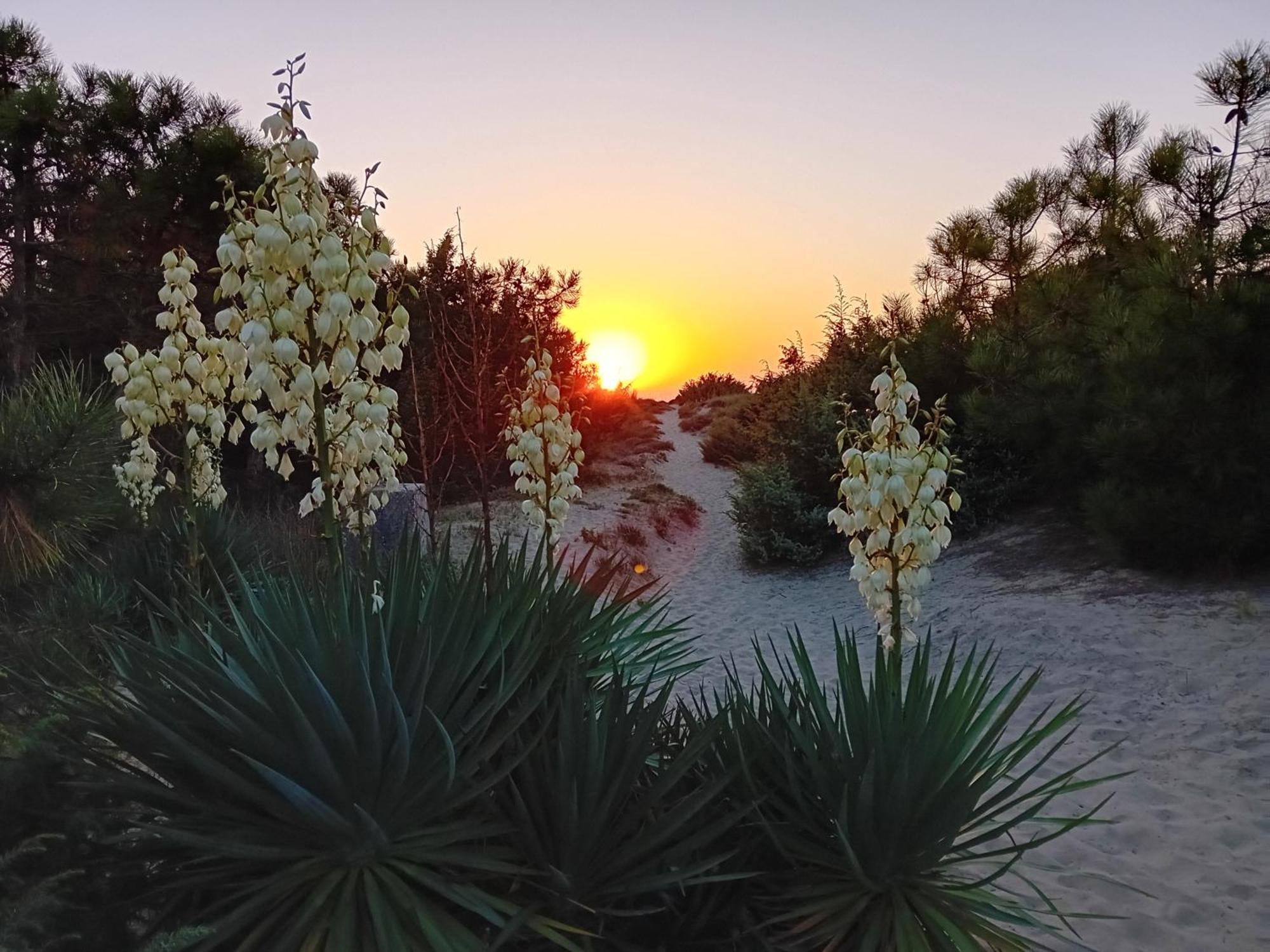 Apartmán Accesso Diretto Sul Mare Maredilucecala Calambrone Exteriér fotografie